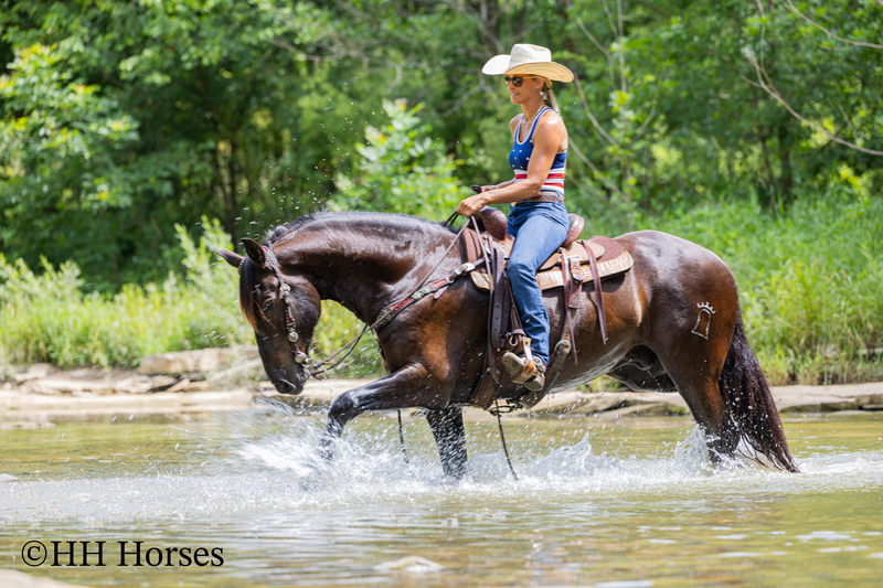 VERSATILE, WELL TRAINED, ANDALUSIAN QUARTER HORSE CROSSBRED GELDING, RANCH, TRAIL, SHOW, DRESSAGE, REINING