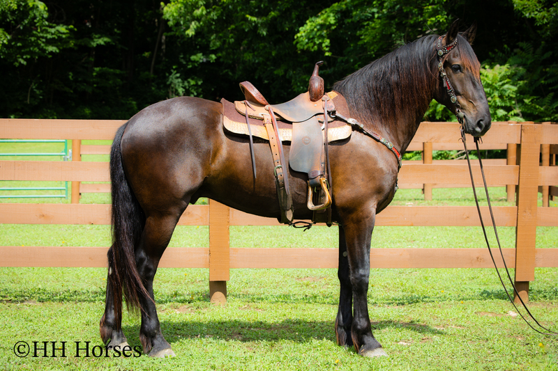 VERSATILE, WELL TRAINED, ANDALUSIAN QUARTER HORSE CROSSBRED GELDING, RANCH, TRAIL, SHOW, DRESSAGE, REINING