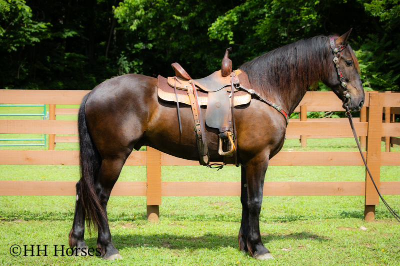 VERSATILE, WELL TRAINED, ANDALUSIAN QUARTER HORSE CROSSBRED GELDING, RANCH, TRAIL, SHOW, DRESSAGE, REINING