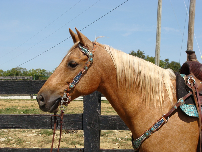 VERY WELL BROKE GOLDEN PALOMINO QUARTER HORSE GELDING, GENTLE For Sale