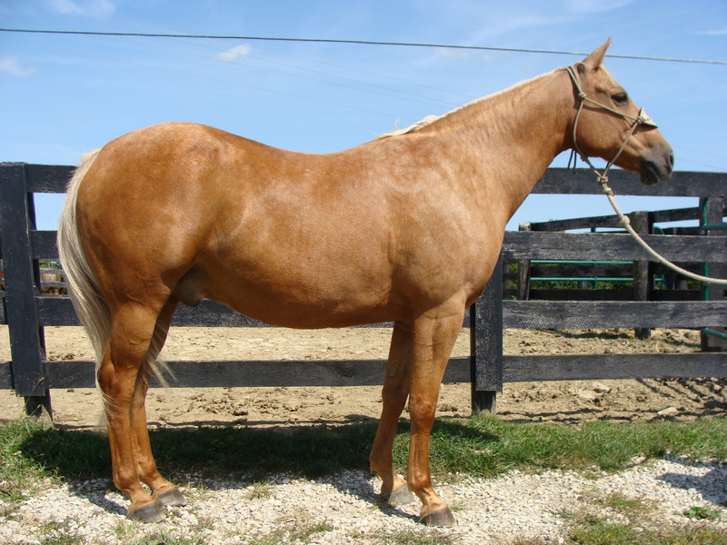 VERY WELL BROKE GOLDEN PALOMINO QUARTER HORSE GELDING, GENTLE For Sale in Fleming, Kentucky