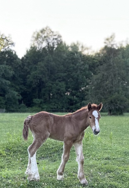 Well Bred Gypsy Weanling Filly 