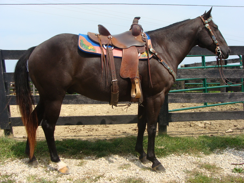 Gelding Horses for Sale H&R Horses, Hillsboro