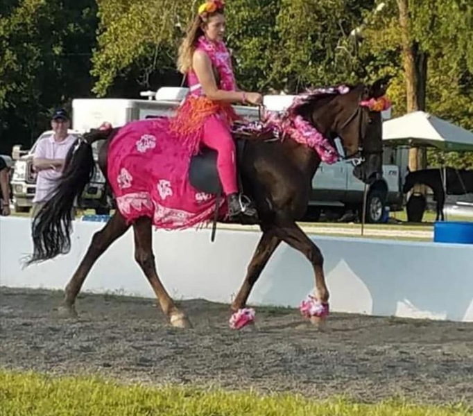 Kentucky Mountain Horses for Sale KY Trail Horse Finders, Mount sterling