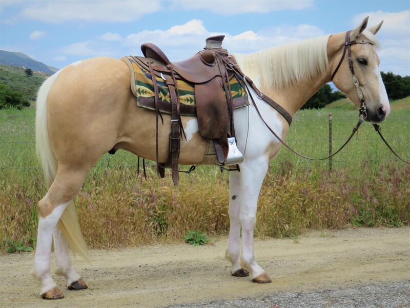 5 YEAR OLD 15.2+ HAND PALOMINO PAINT GELDING **VIDEO** For Sale in Ventura, California, United