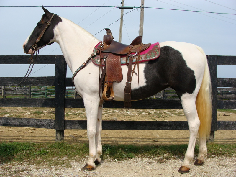 VERY GOOD GAITED BLACK & WHITE SPOTTED SADDLE MARE, GENTLE, SMOOTH