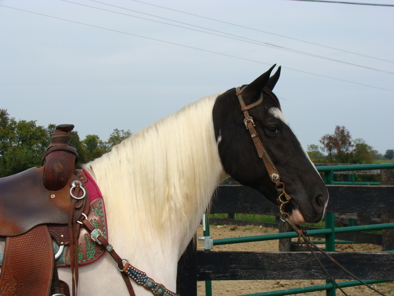 VERY GOOD GAITED BLACK & WHITE SPOTTED SADDLE MARE, GENTLE, SMOOTH