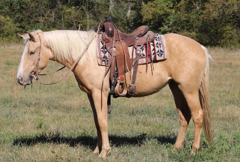Palomino Draft Cross Filly For Sale in Coles, Illinois, United
