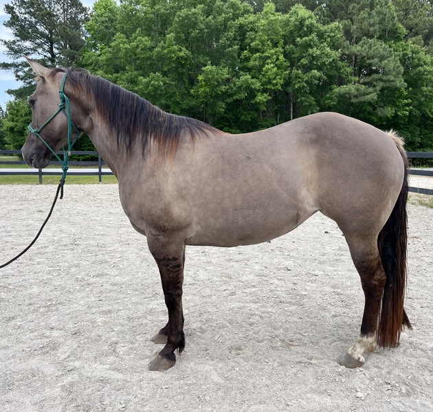 Gorgeous Grulla mare