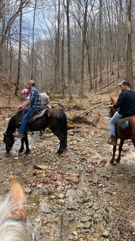 14.3 Sweet Family/Beginner Trail Horse 