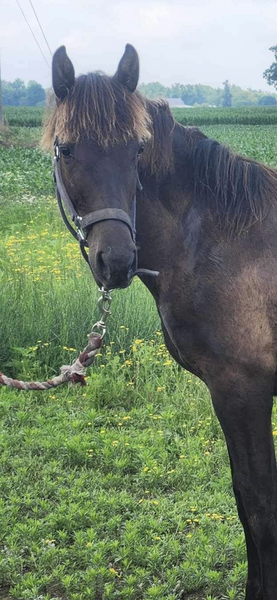 Well Bred Sweet Desensitized Yearling Gelding