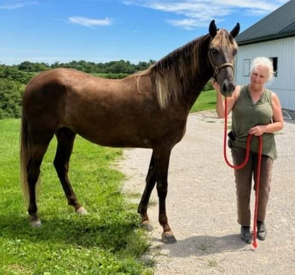 15.3 Gorgeous Well Bred 2 Year Old Gelding 