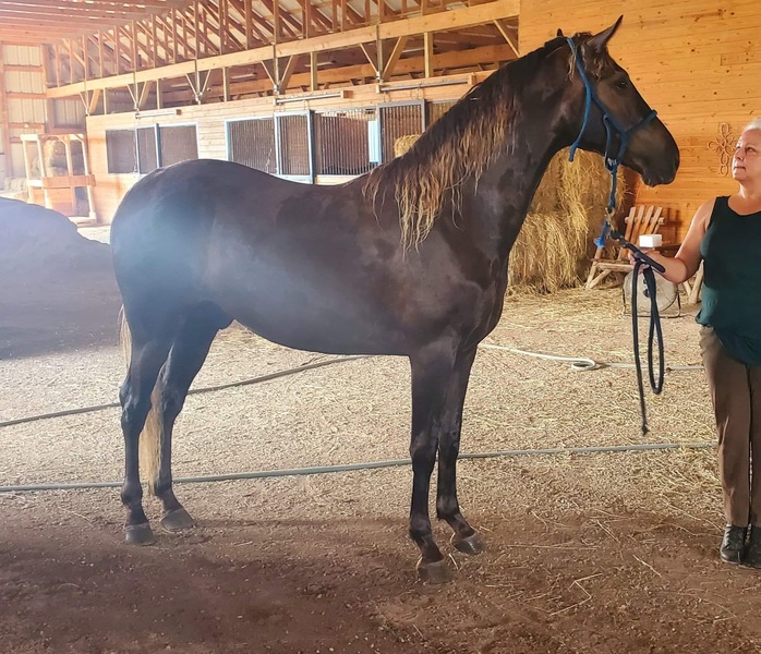 15.3 Gorgeous Well Bred 2 Year Old Gelding 