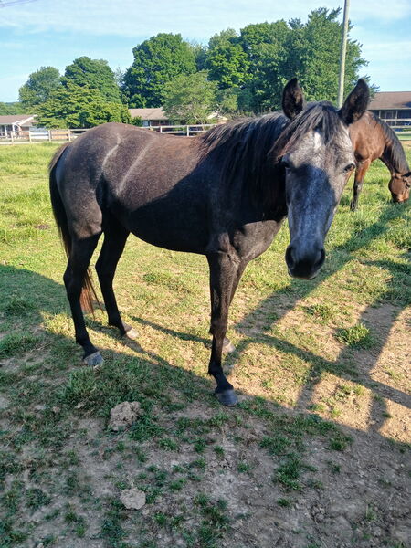 Ready To Start Gorgeous Gray 3 Yr Old Filly 