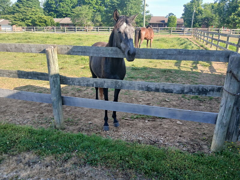 Ready To Start Gorgeous Gray 3 Yr Old Filly 