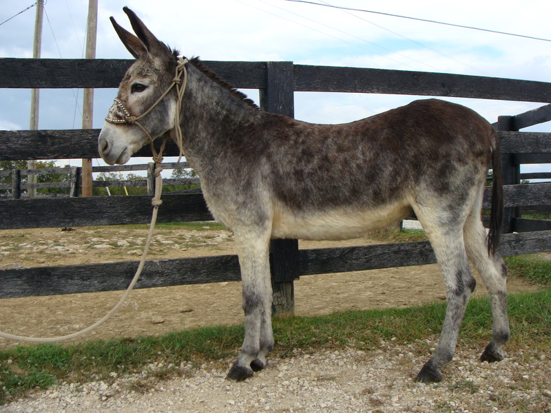 VERY GENTLE GRAY CUT JACK DONKEY, LEADS, LOADS, STANDS TIED, GENTLE For Sale in Fleming