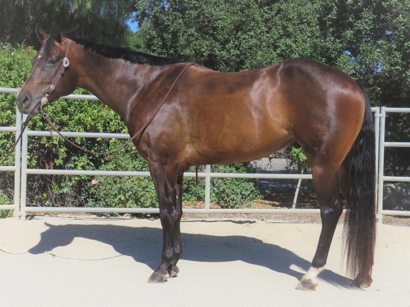 15.3+ HAND 4 YEAR OLD BAY GELDING