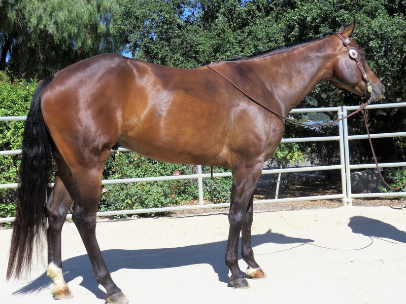 15.3+ HAND 4 YEAR OLD BAY GELDING