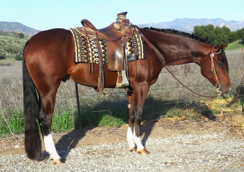 4 YEAR OLD 15.2+ HAND BAY GELDING