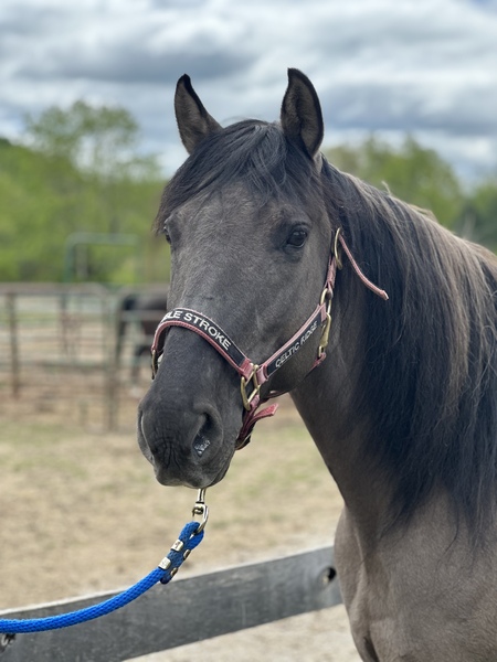 Gorgeous Easy To Ride Grulla Gelding 