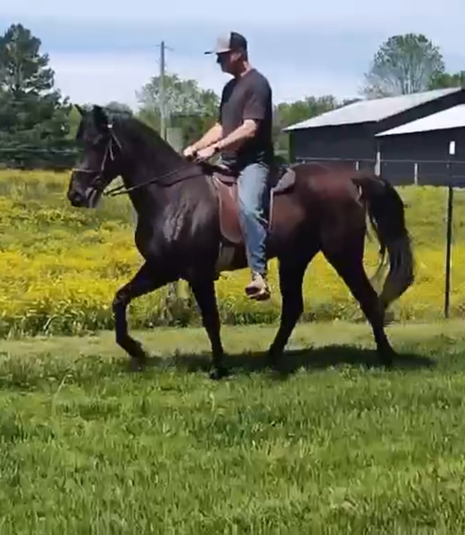 Well Trained Talented Black Gelding 