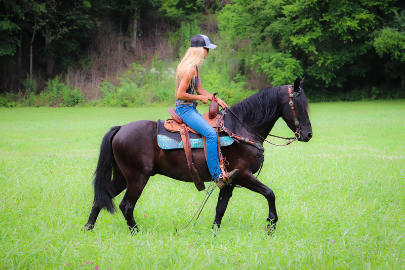 WELL TRAINED FRIESIAN QUARTER PONY CROSSBRED GELDING RIDES AND DRIVES