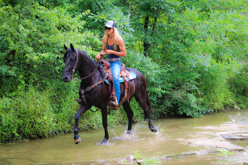 WELL TRAINED FRIESIAN QUARTER PONY CROSSBRED GELDING RIDES AND DRIVES