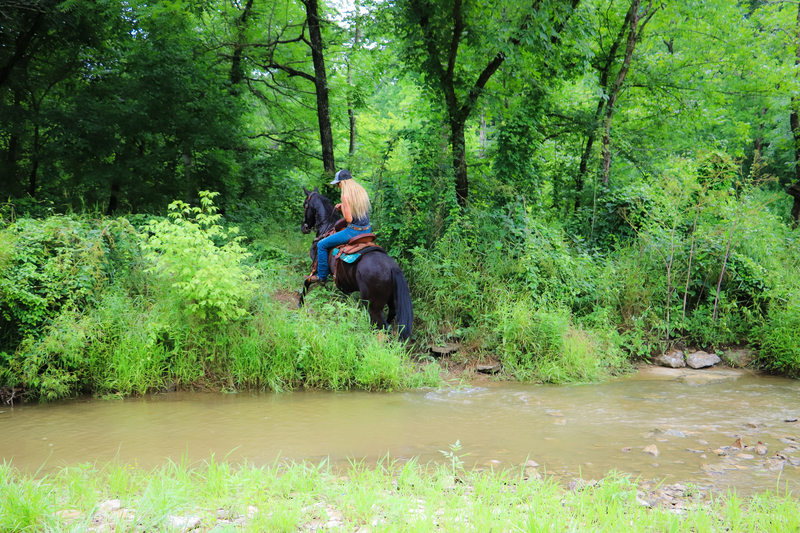 WELL TRAINED FRIESIAN QUARTER PONY CROSSBRED GELDING RIDES AND DRIVES