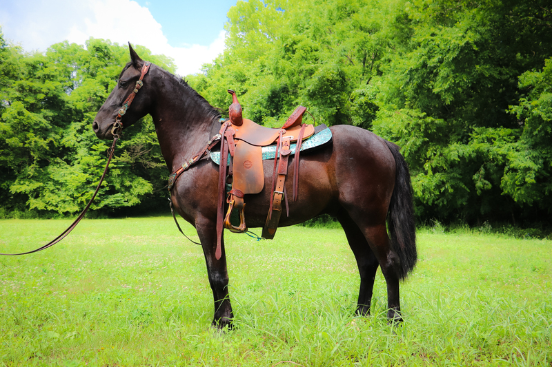 WELL TRAINED FRIESIAN QUARTER PONY CROSSBRED GELDING RIDES AND DRIVES