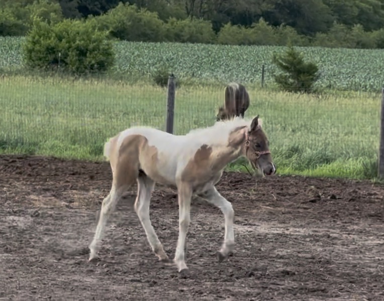 Stunning Spotted Chocolate Filly