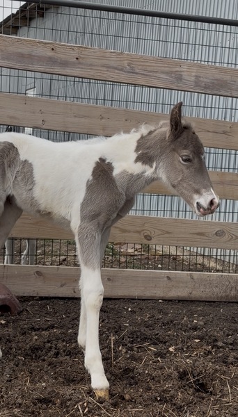 Stunning Spotted Chocolate Filly