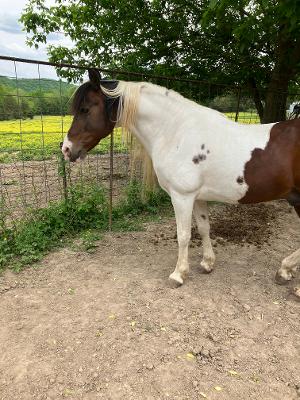 Stunning Spotted Chocolate Filly