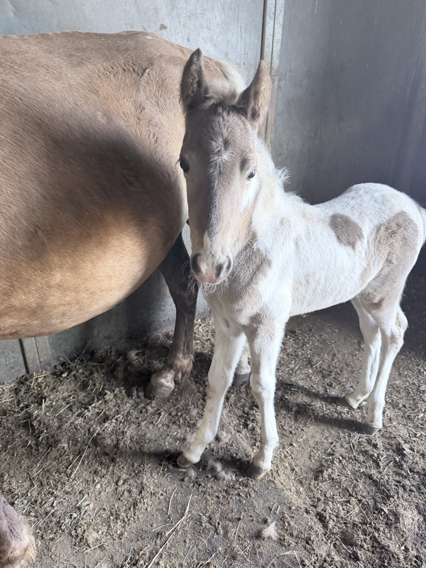 Stunning Spotted Chocolate Filly