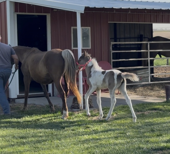 Stunning Spotted Chocolate Filly