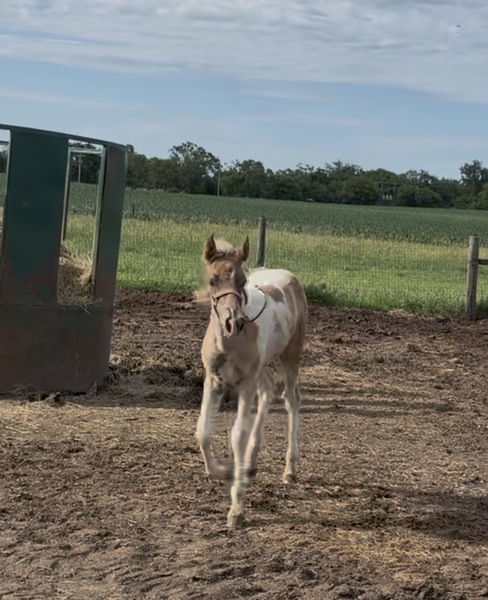 Stunning Spotted Chocolate Filly