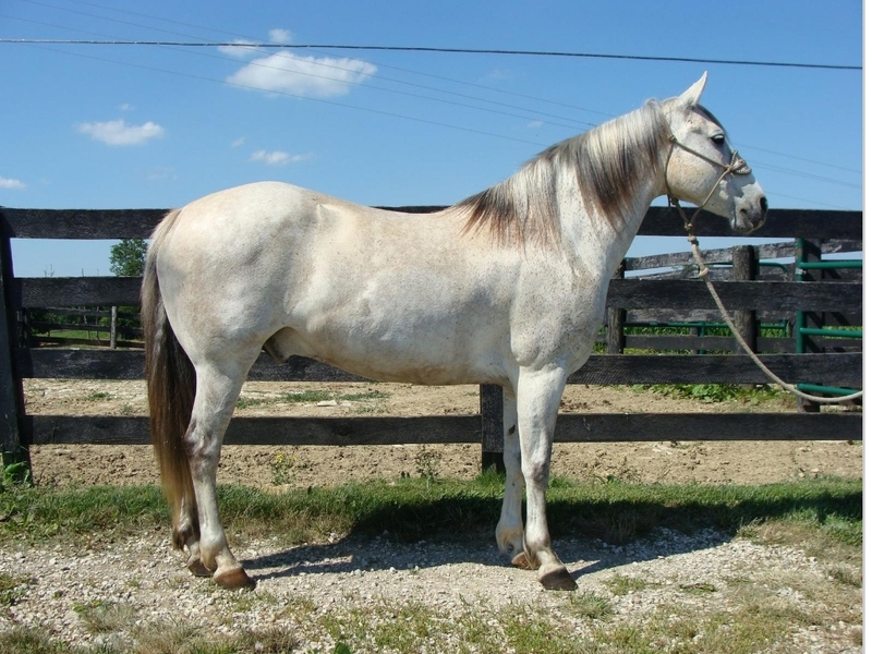 Gorgeous Grey Cow Horse Deluxe