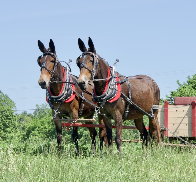 Wow !!! Amazing Molly mule Team available NOW