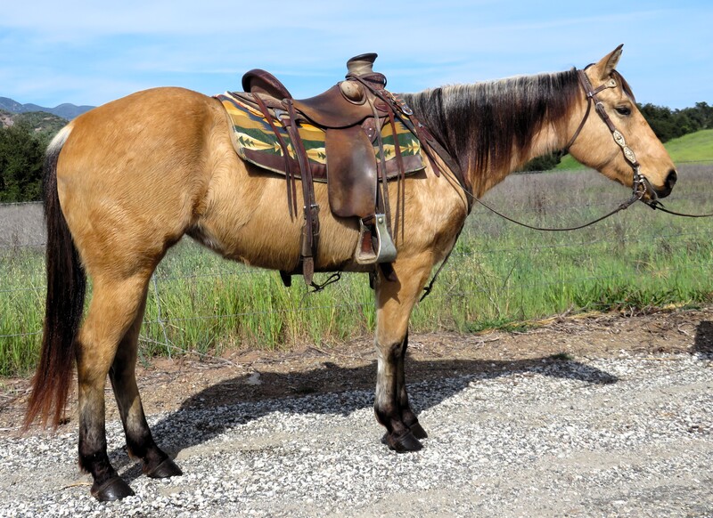 5 YEAR OLD 14.3 HAND BUCKSKIN MARE