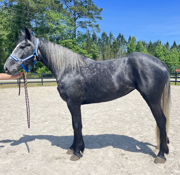 Grey draft mare