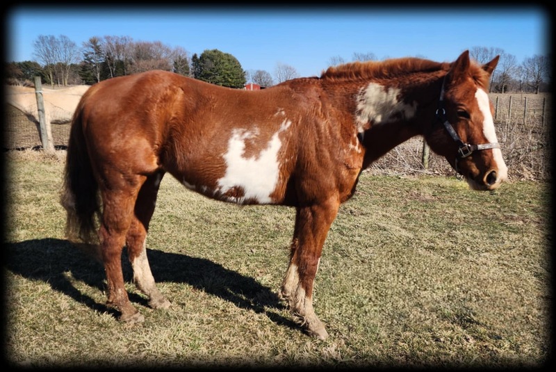 15.2 Experienced Trail Horse 
