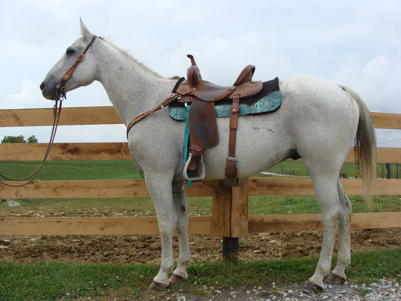 GRAY QUARTER HORSE GELDING, RUNS BARRELS, YOUTH RIDDEN SHOWN For Sale