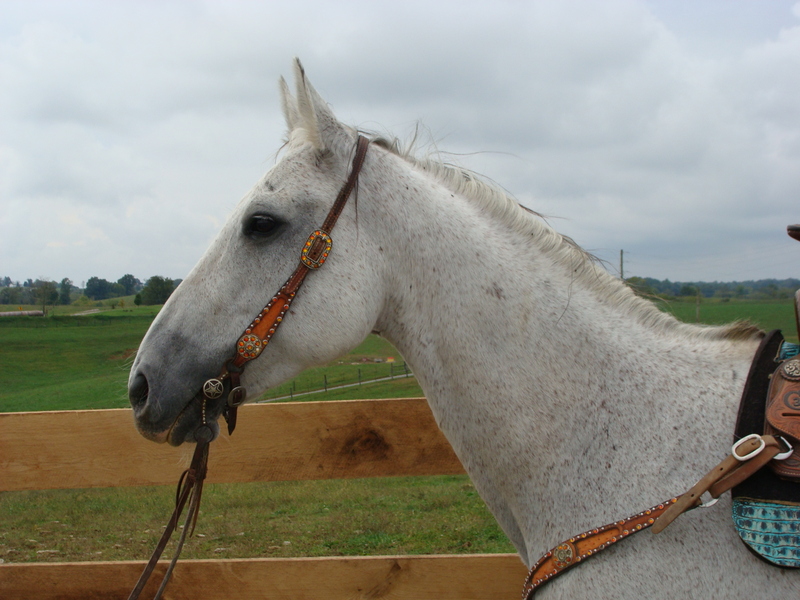 GRAY QUARTER HORSE GELDING, RUNS BARRELS, YOUTH RIDDEN SHOWN For Sale