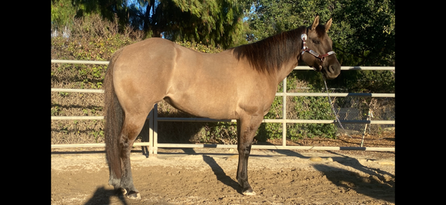 7 YEAR OLD 15 HAND GRULLA MARE