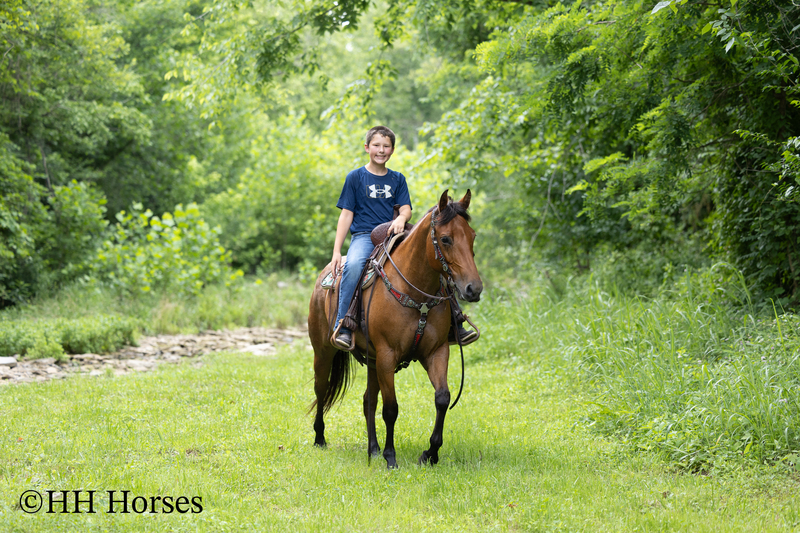 REAL NICE WELL BROKE WELL BRED AQHA BAY ROAN MARE, ROPES, RANCH WORK, TRAIL RIDE, GENTLE, YOUTH RIDDEN 
