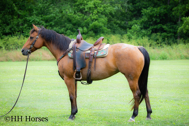 REAL NICE WELL BROKE WELL BRED AQHA BAY ROAN MARE, ROPES, RANCH WORK, TRAIL RIDE, GENTLE, YOUTH RIDDEN