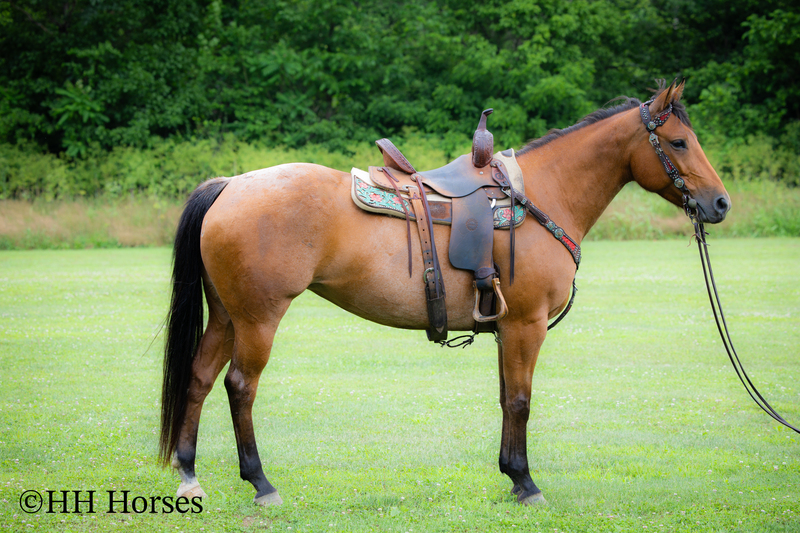 REAL NICE WELL BROKE WELL BRED AQHA BAY ROAN MARE, ROPES, RANCH WORK, TRAIL RIDE, GENTLE, YOUTH RIDDEN