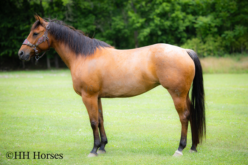 REAL NICE WELL BROKE WELL BRED AQHA BAY ROAN MARE, ROPES, RANCH WORK, TRAIL RIDE, GENTLE, YOUTH RIDDEN