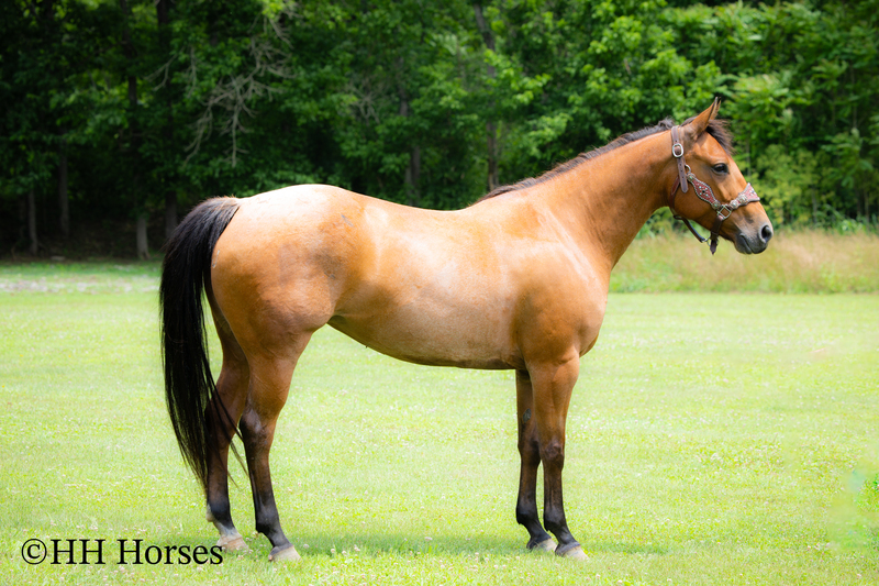 REAL NICE WELL BROKE WELL BRED AQHA BAY ROAN MARE, ROPES, RANCH WORK, TRAIL RIDE, GENTLE, YOUTH RIDDEN