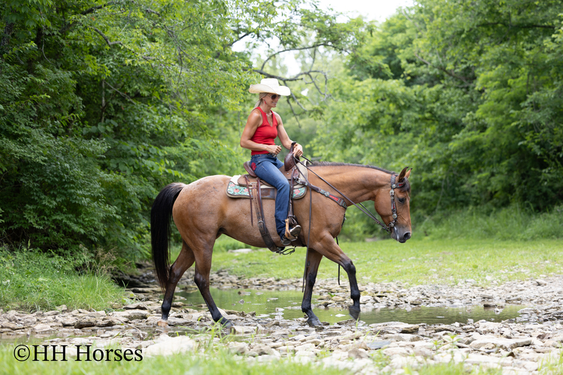 REAL NICE WELL BROKE WELL BRED AQHA BAY ROAN MARE, ROPES, RANCH WORK, TRAIL RIDE, GENTLE, YOUTH RIDDEN