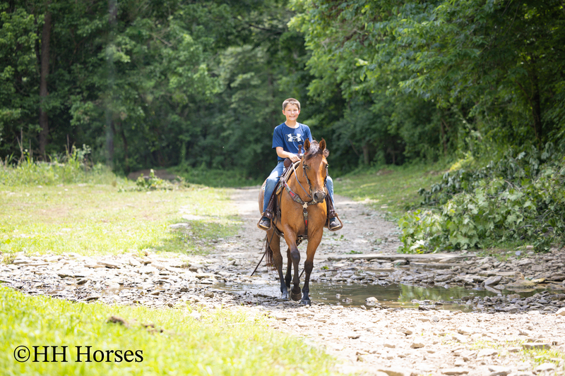 REAL NICE WELL BROKE WELL BRED AQHA BAY ROAN MARE, ROPES, RANCH WORK, TRAIL RIDE, GENTLE, YOUTH RIDDEN